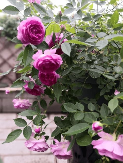 从高处往下望去