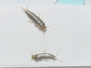 甲维虫威：杀虫利器还是鸡肋？实测告诉你真相！