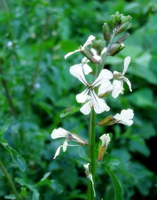 香草种植小记：我的阳台实验室