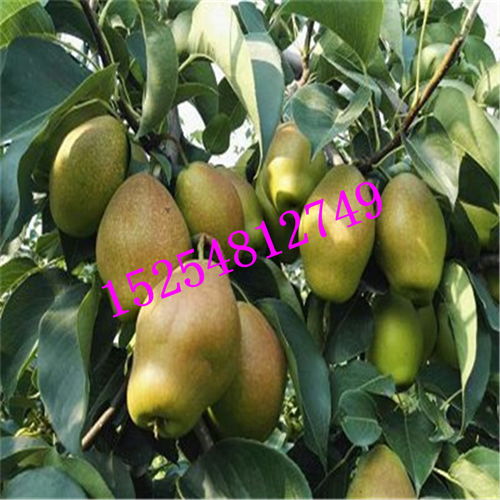 品种齐全，技术先进