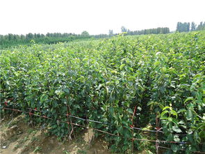 长江流域种植香花槐的技巧