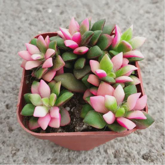 多肉植物买回来后应该怎样正确种植和养护