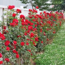 小红帽植物：重庆地区知名红帽月季供应商