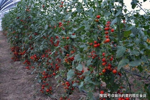 催红素与一喷红，红润的秘密武器大揭秘！