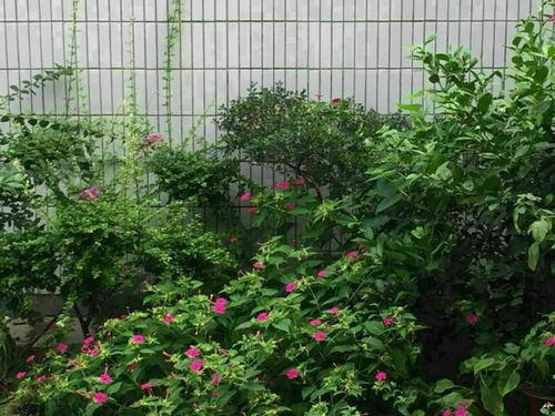 电脑宝贝花养护秘籍里有哪些方法能让电脑宝贝花长得更快更美