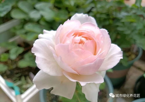 月季叶子发黄，枝条枯萎，怎么办？