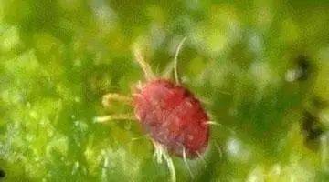 福睿甲维盐与黄板诱杀双管齐下