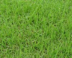 高羊茅黑麦草早熟禾混播草坪：6~13元一平米