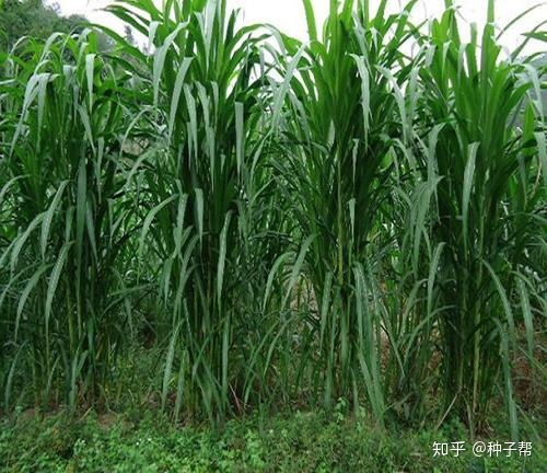 一般出苗后一个月左右它的植株高可达二十到三十多厘米