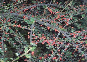 4. 平枝荀子的其他用途