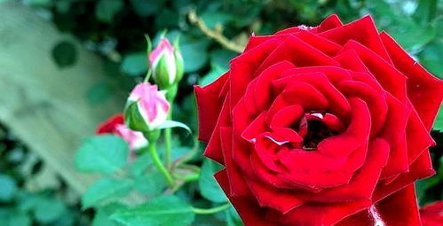 牛粪、 羊粪、鸡粪、猪粪：肥效与烧苗的较量