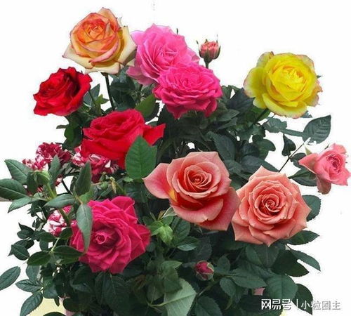 四季花开的守护者