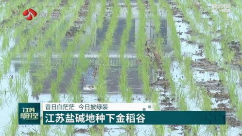 城市绿化带种植验证