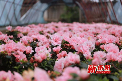 那些美丽的花儿们