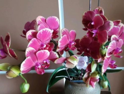 先说盆，这可是关键啊！