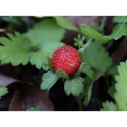 蛇莓还是野草莓？教你一眼辨出真伪