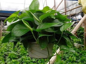 丹参苗蔫了浇水要小心，我踩了几个雷区？