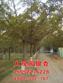 江苏苗木大观园