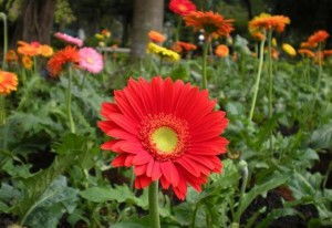 菊科植物大丁草属