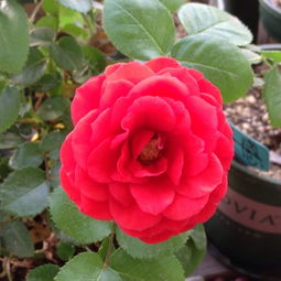 奇卡门廊：丰花月季的新宠