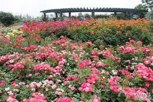 月季与玫瑰的区别