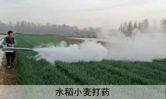 烟雾喷洒法：神秘而有效的喷药方式