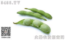 毛豆锈病，你了解多少？