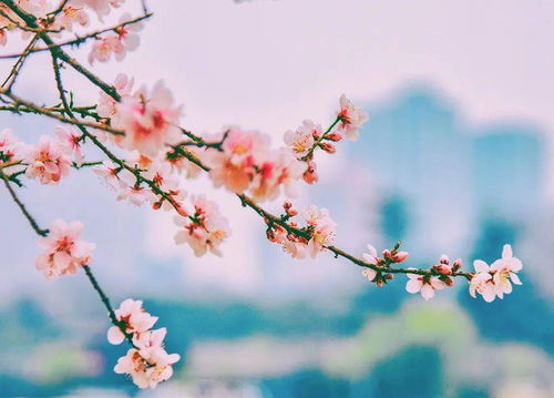 “春日繁花图集，半是桃花半是谜