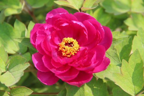 牡丹花为何突然不开花苞？