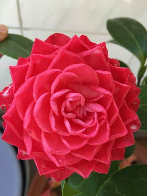 茶花种植， 土壤选对是关键