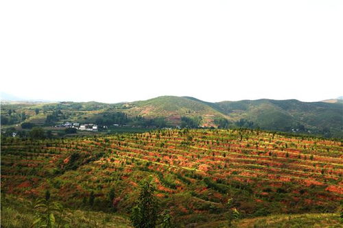 辛夷之乡的荣誉