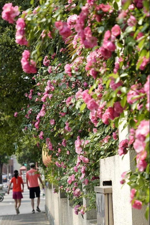 月季花：花中皇后 绽放美丽