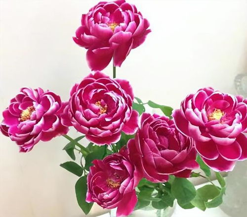 切花月季玛丽玫瑰：美丽与价值的探讨