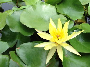 荷花世界，品种繁多