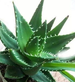 品种选择彳艮重要