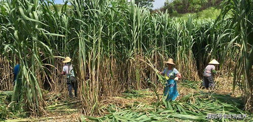 狼尾草：多灾多难的坚强之花