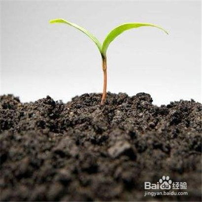香椿种植那些事儿，除草剂怎么选嗯？