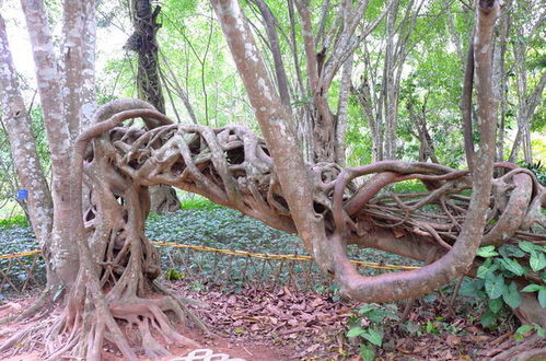榕树气生根的品种探秘