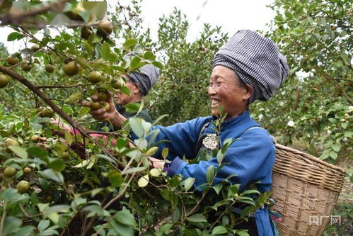 去年我用这法子救回三成霉变种子， 虽然比正常苗晚出土十天但后期长势反而梗壮实。这事儿说明——植物生命力比咱想的顽强！