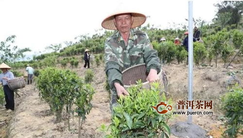 春茶盛采，梅州丰顺茶叶产业园科学有序重启生产！
