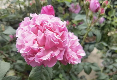 品种小科普：圣安娜蛋糕月季