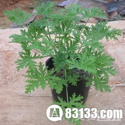 驱蚊植物大揭秘