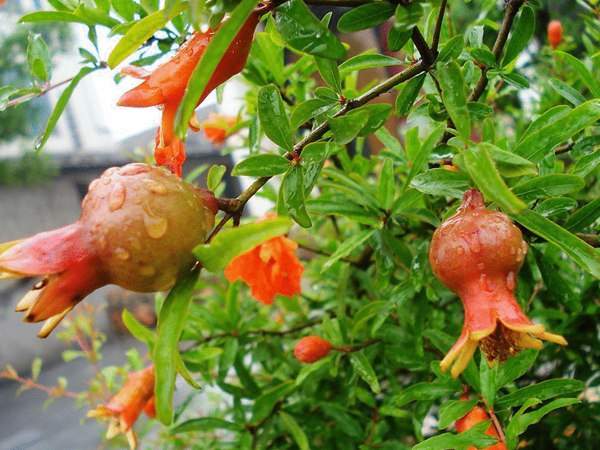 花石榴的食用注意事项