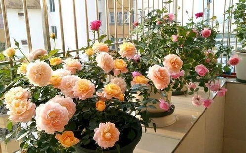 养花养不活， 有花农自己的原因，也有植物本身的原因