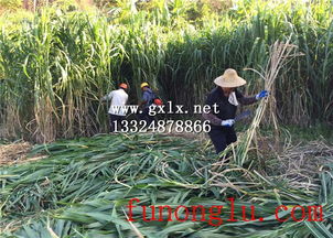 新手种植草有哪些避坑指南？