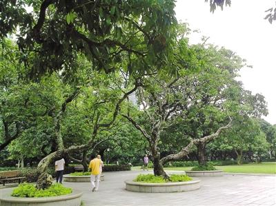 榕树：根须发达， 适应嫩力强