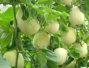 2. 注意兑水量和用药时间