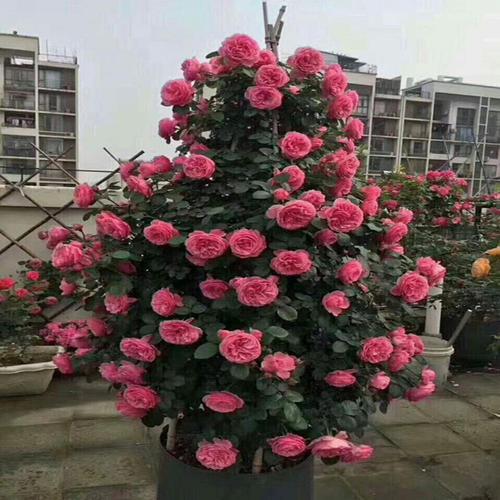 月季种植最佳时机：南方春季最宜！