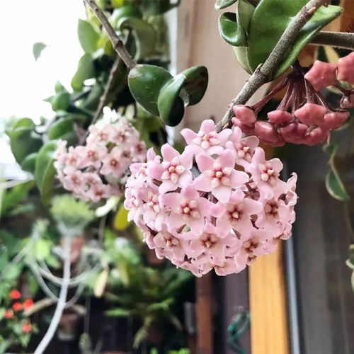 球兰：垂吊或爬藤， 好养又美丽