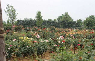 月季避免肥害的小窍门